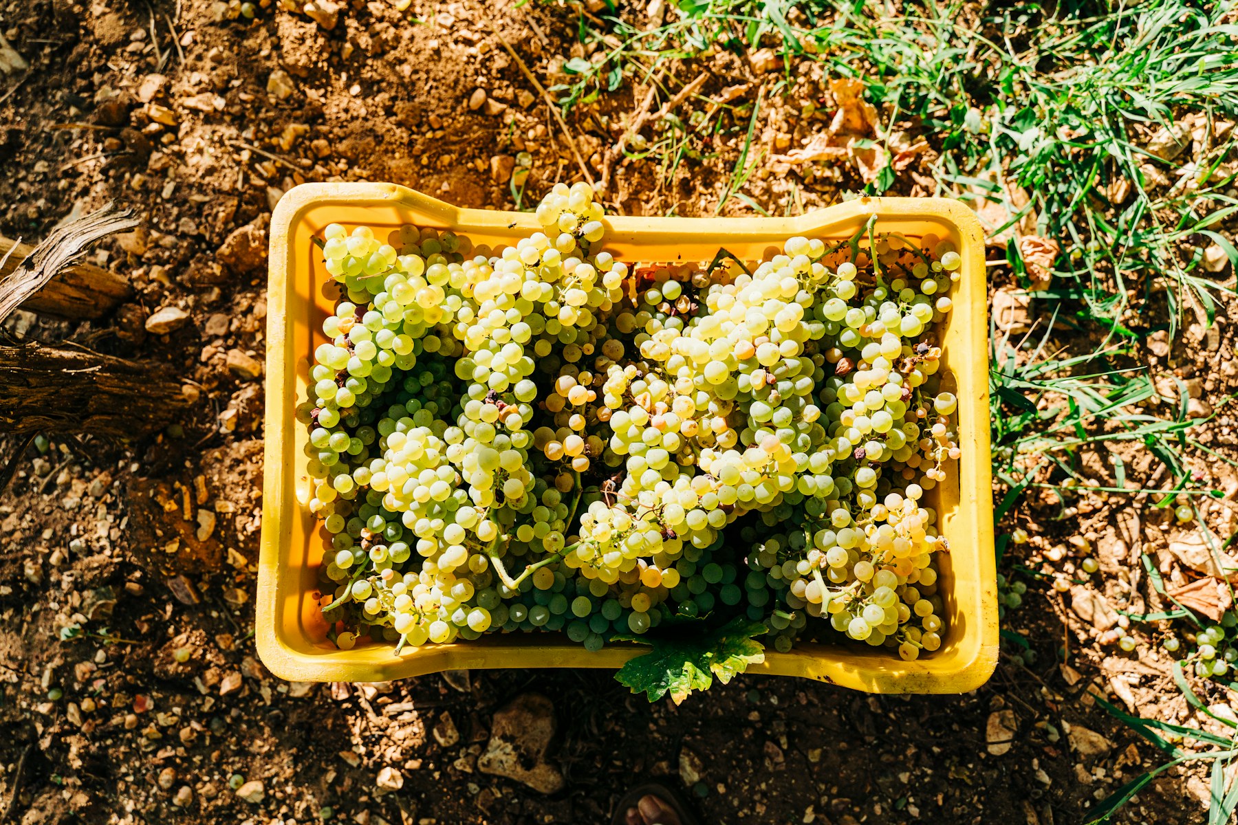 The harvest