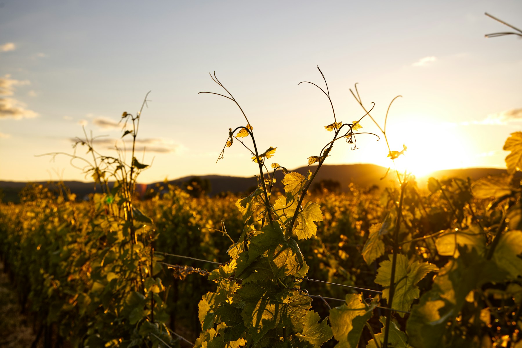 The vine
