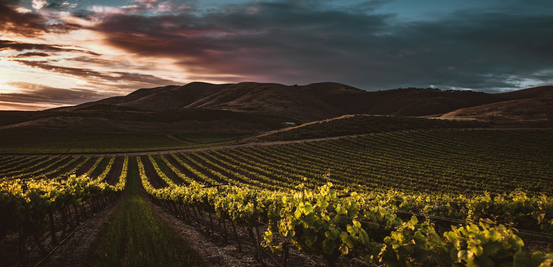 Vineyards at dusk