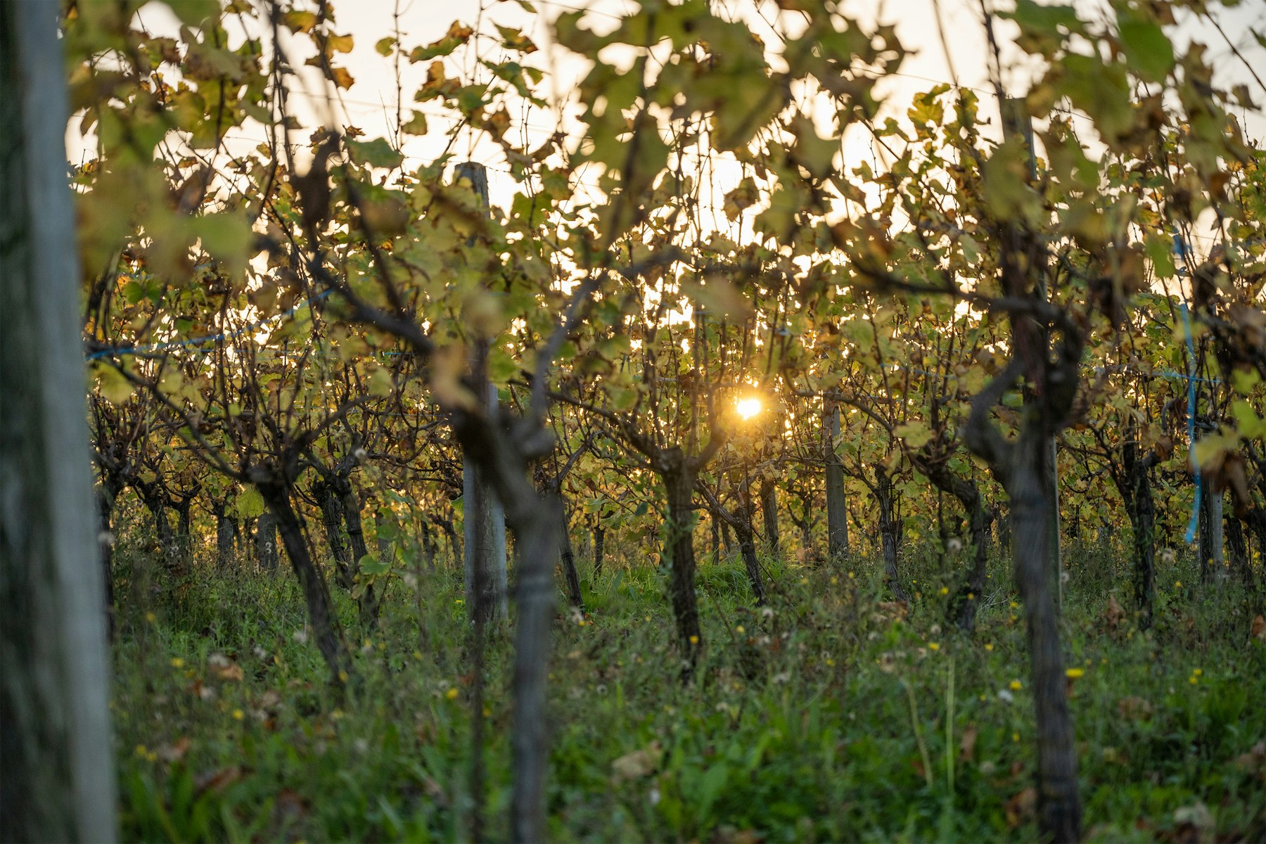 The vines