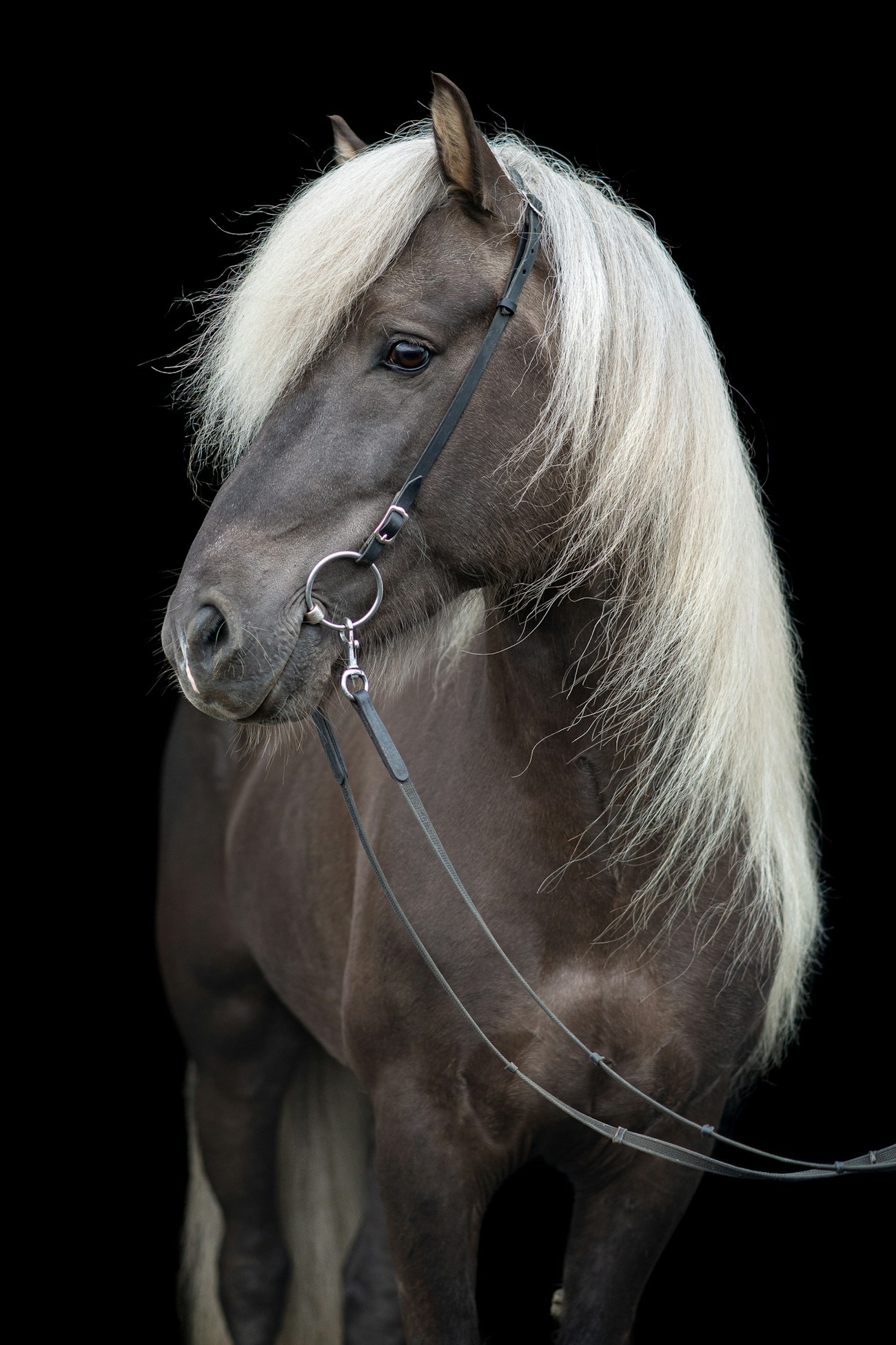 Silver-maned polo mare