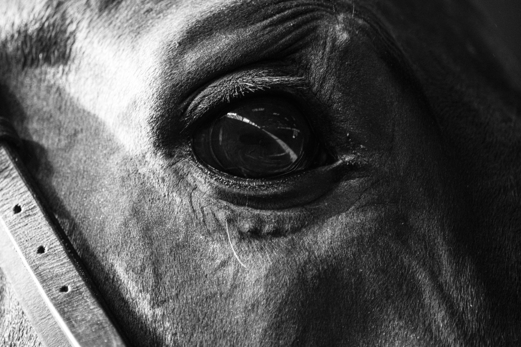 Horse eye, black and white