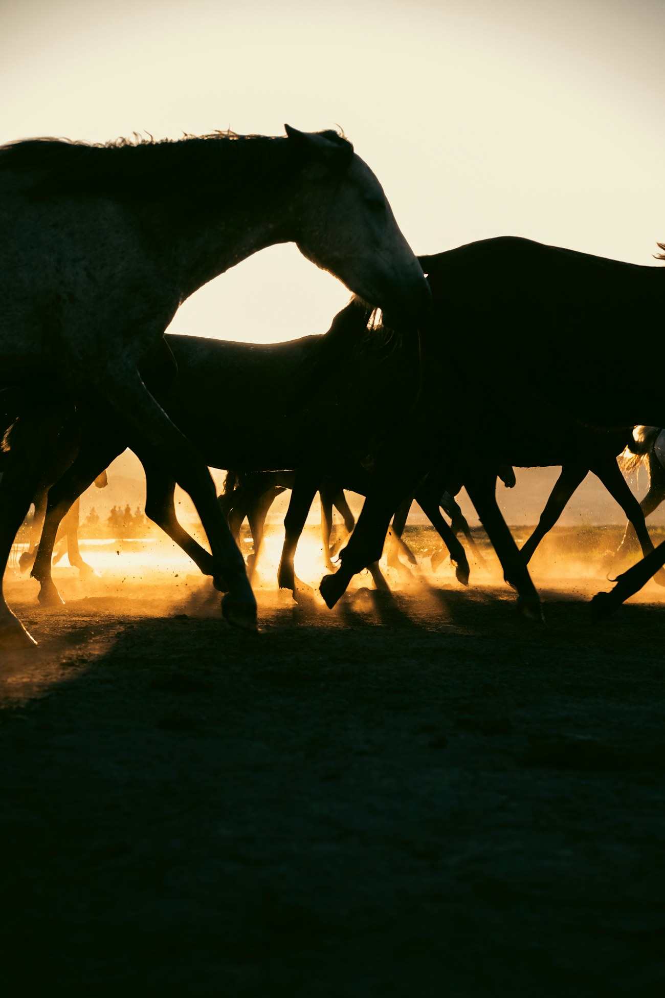 Horses galloping at sunset