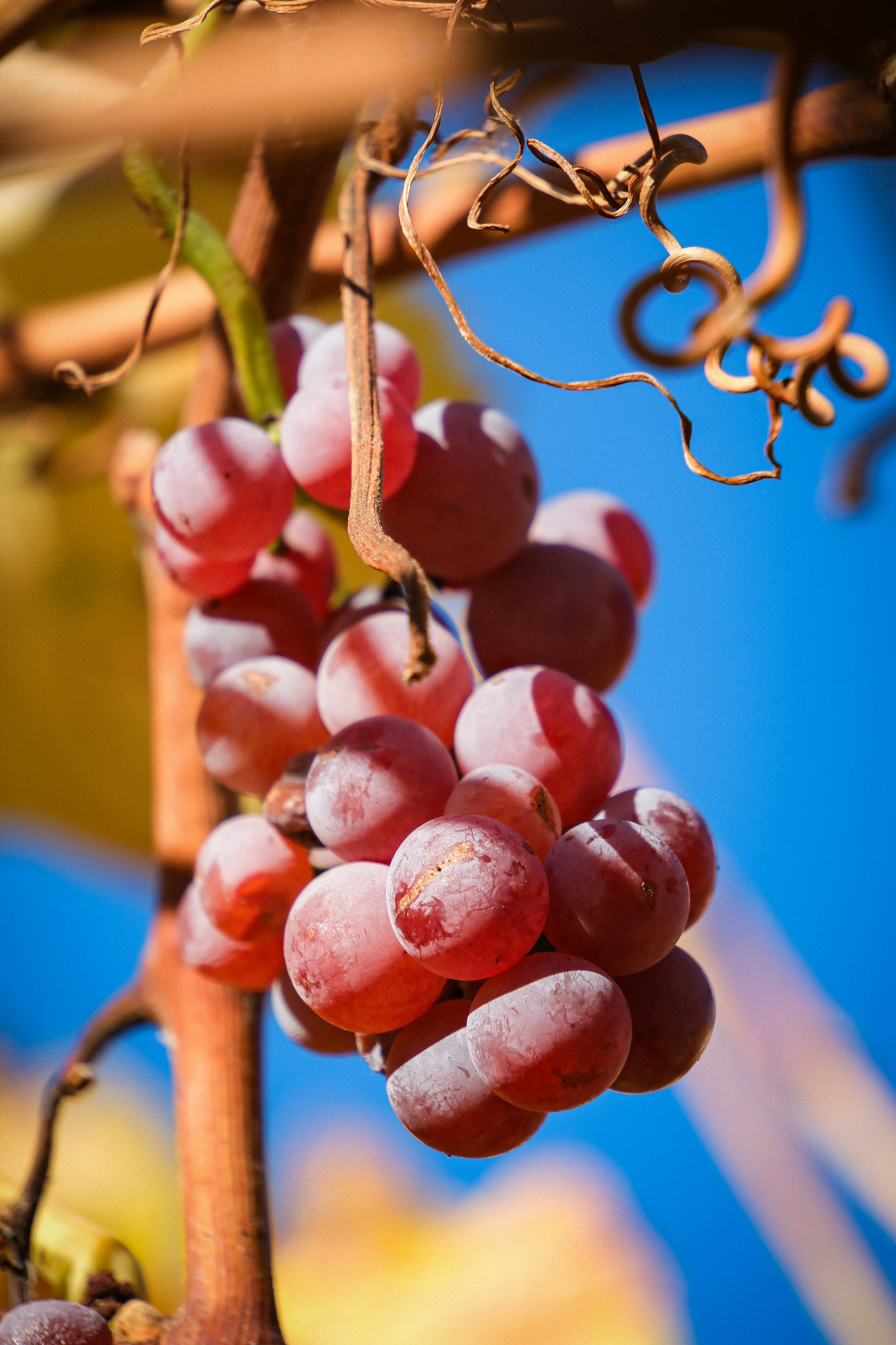 Red grapes against a blue sky