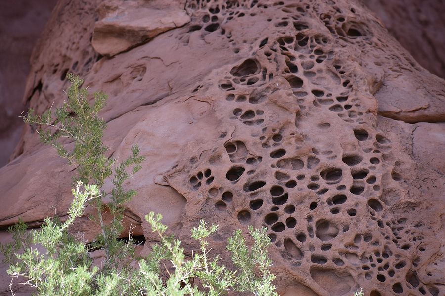 Close-up of tafoni pockets in sandstone