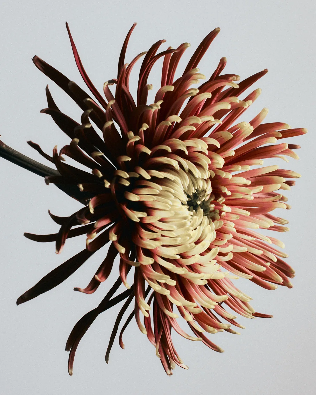 Chrysanthemum bloom
