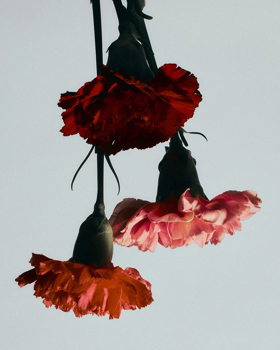 Carnations against a red ground