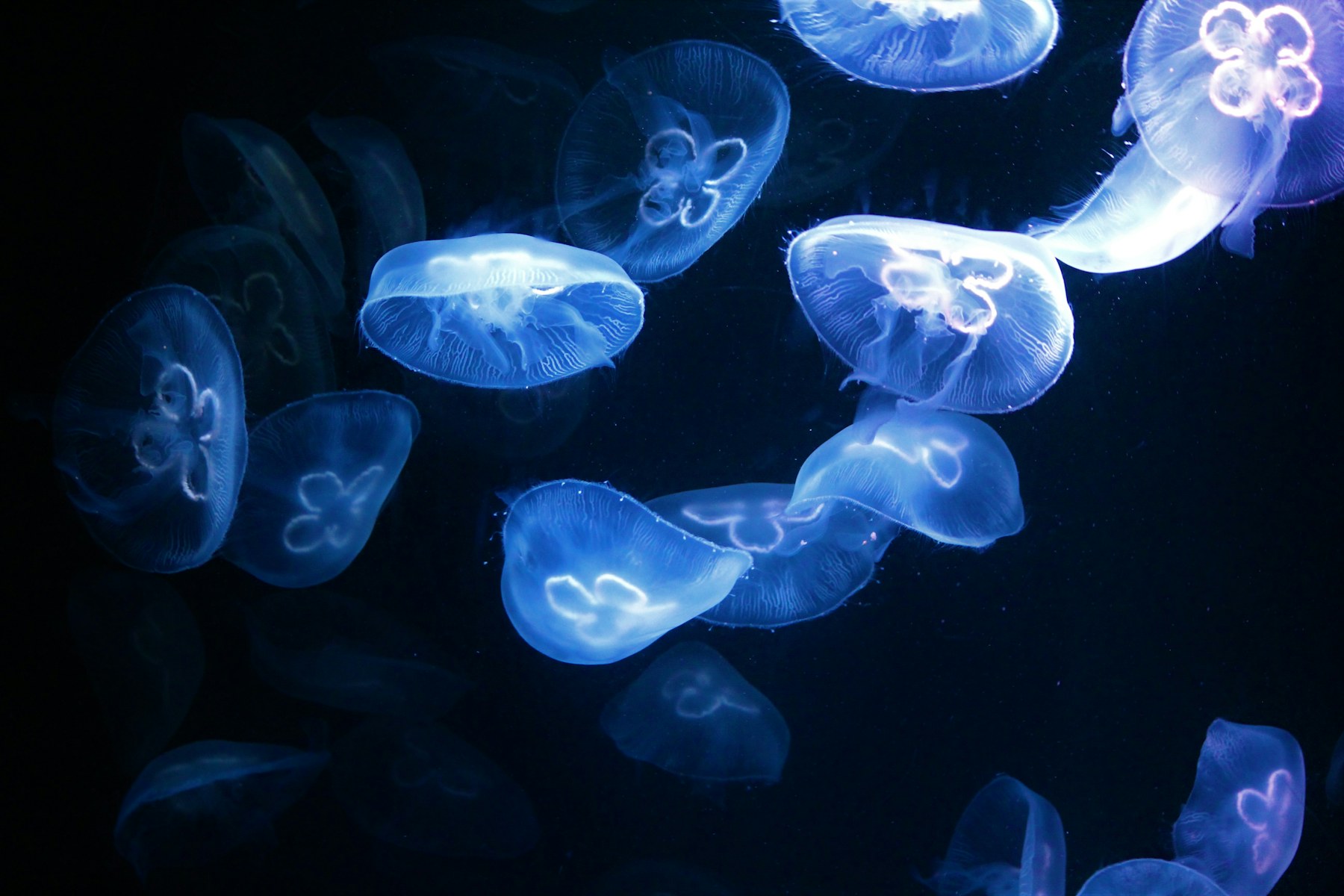 Moon jellyfish