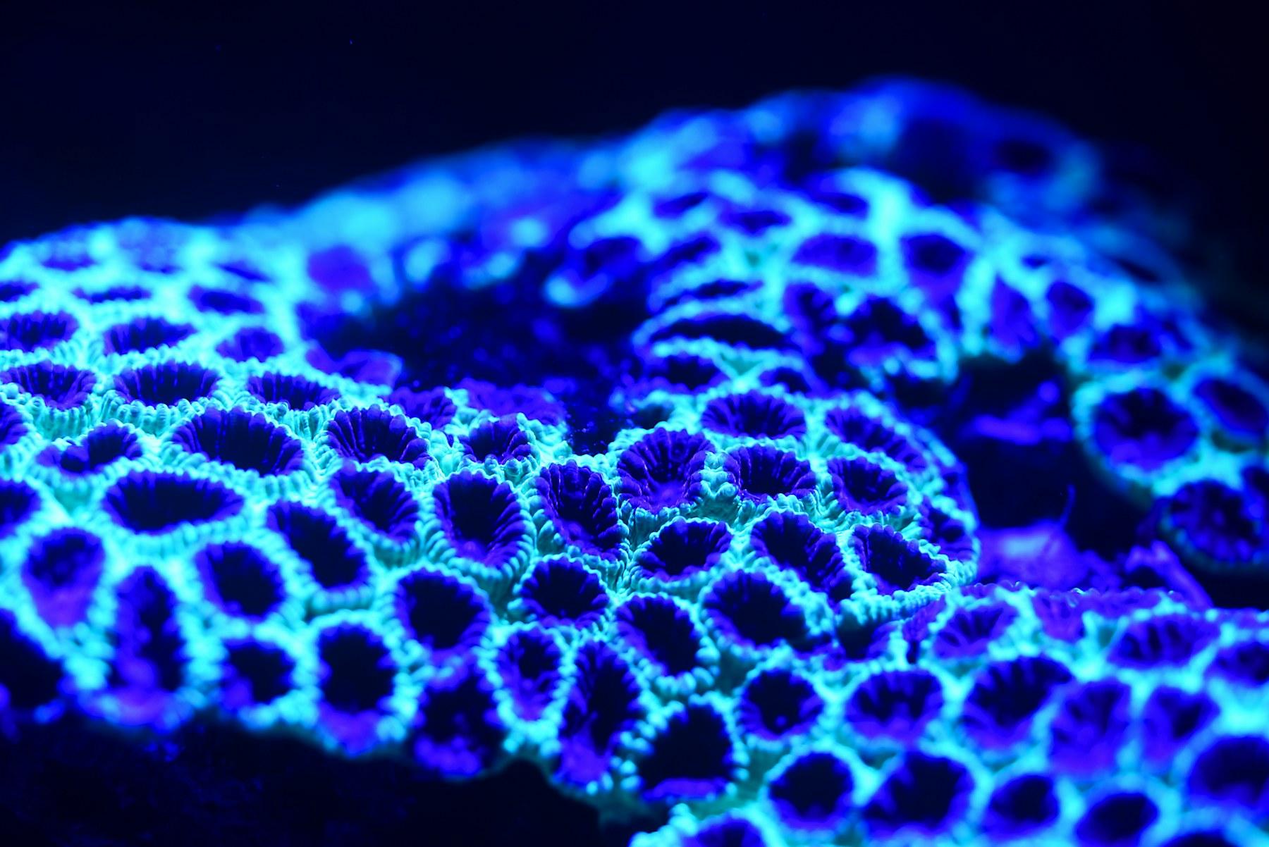 Bioluminescent waves on the beach at night
