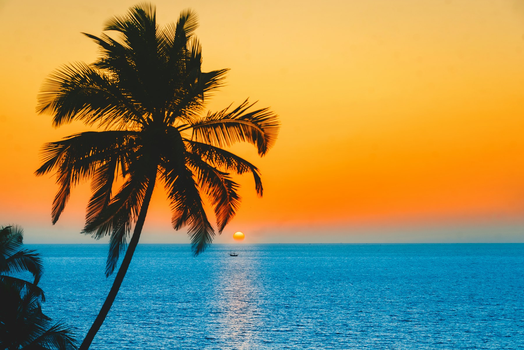 Palm silhouettes at sunset
