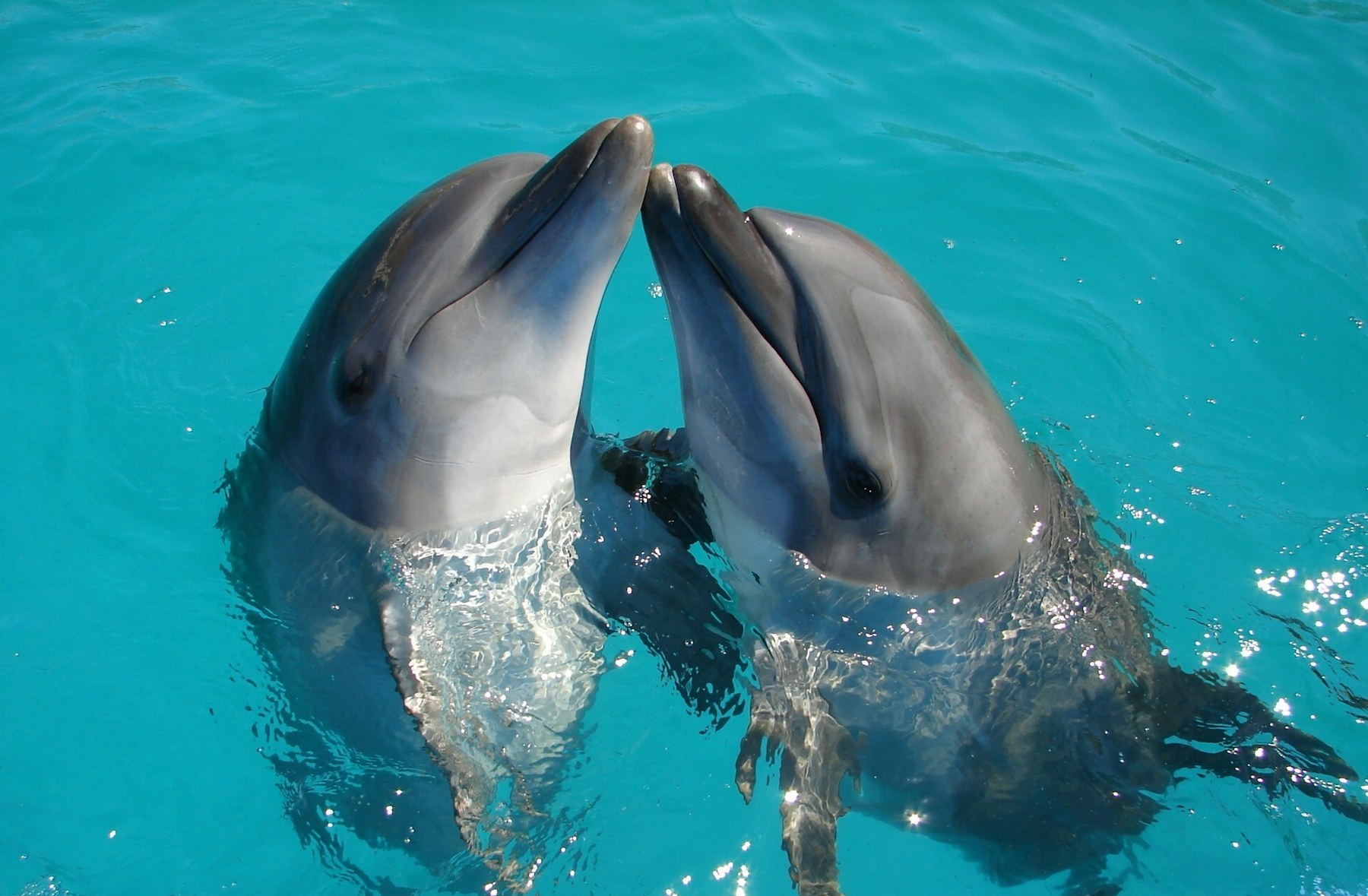 Dolphin cruise