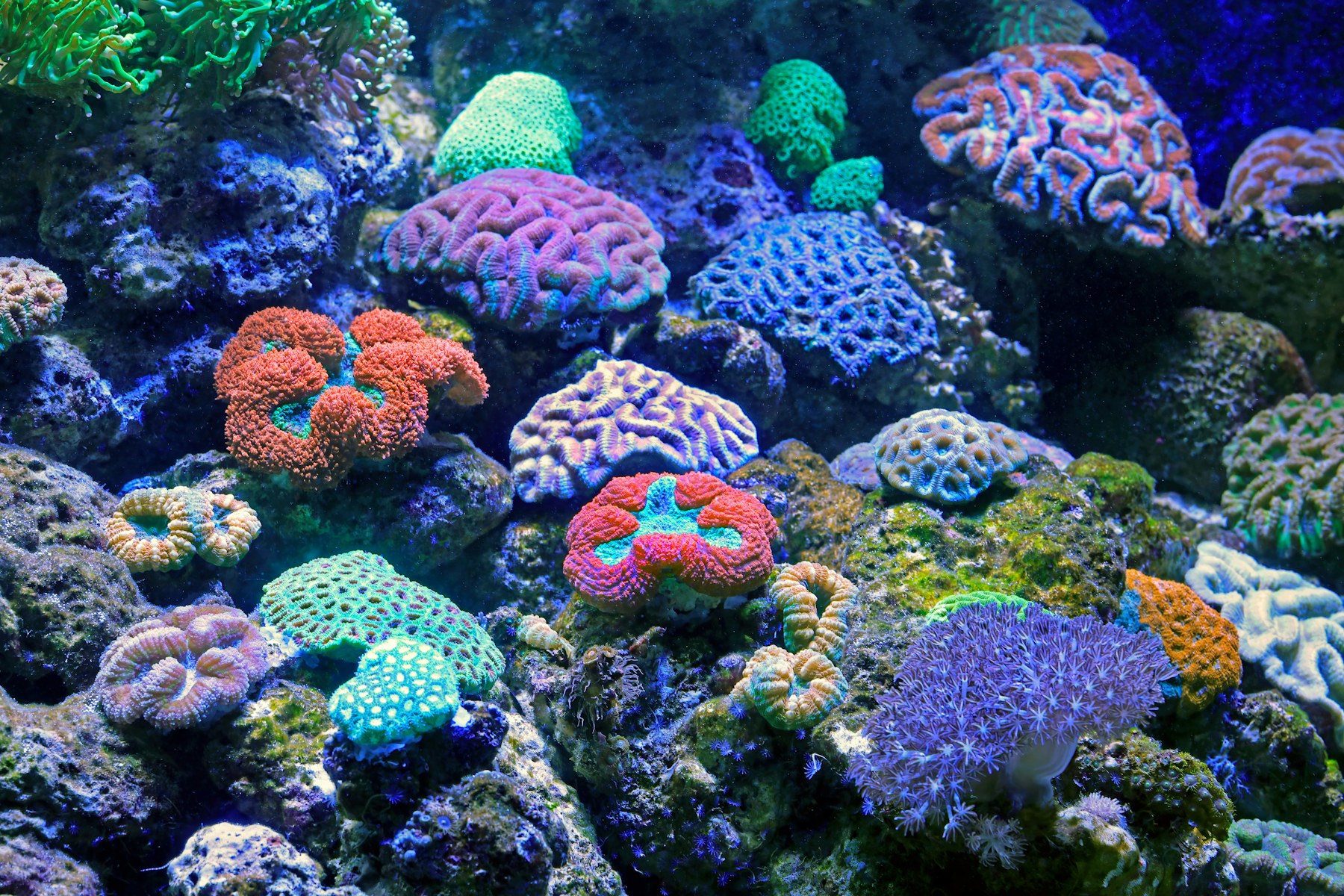 Coral garden