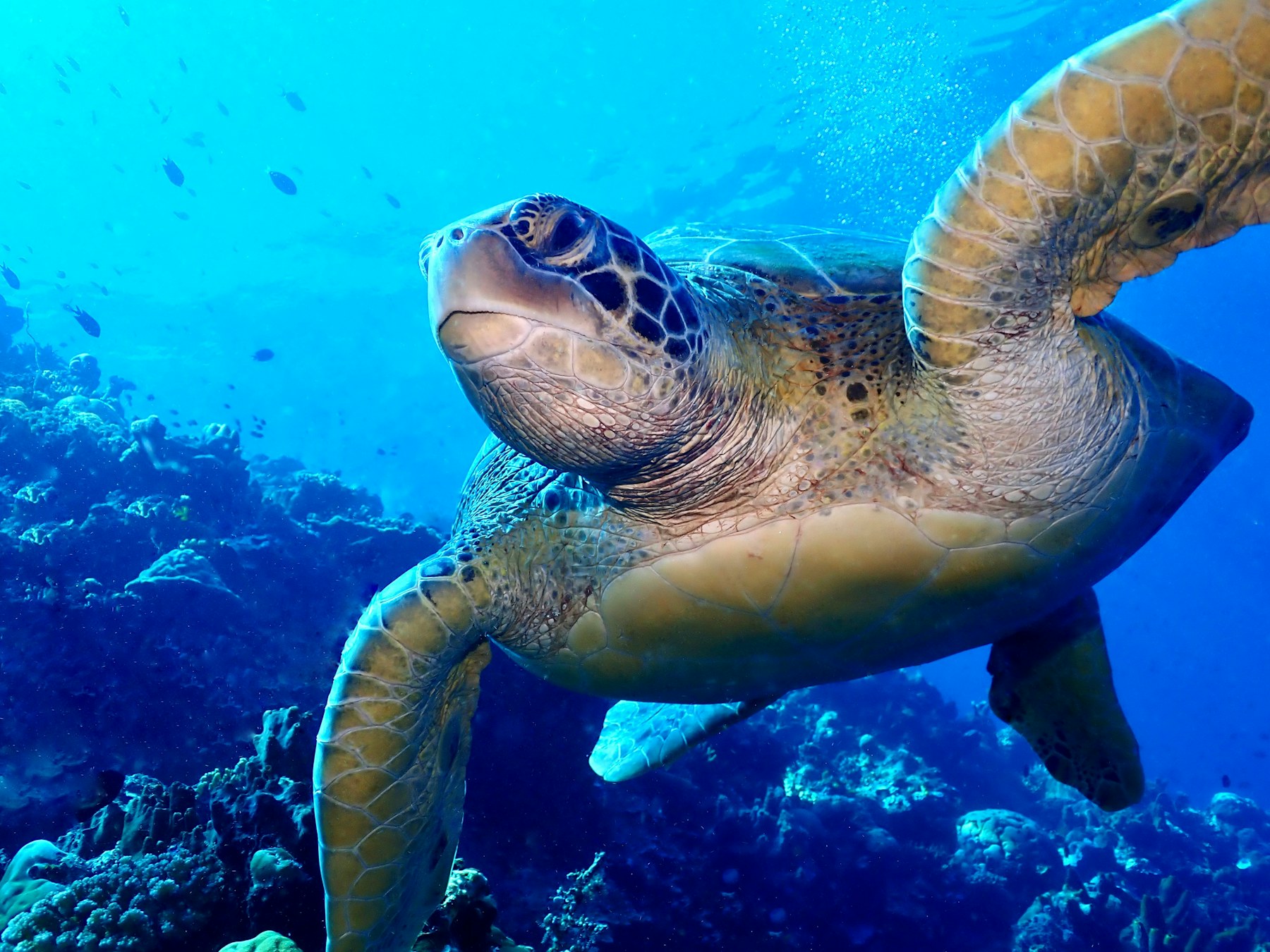 House reef