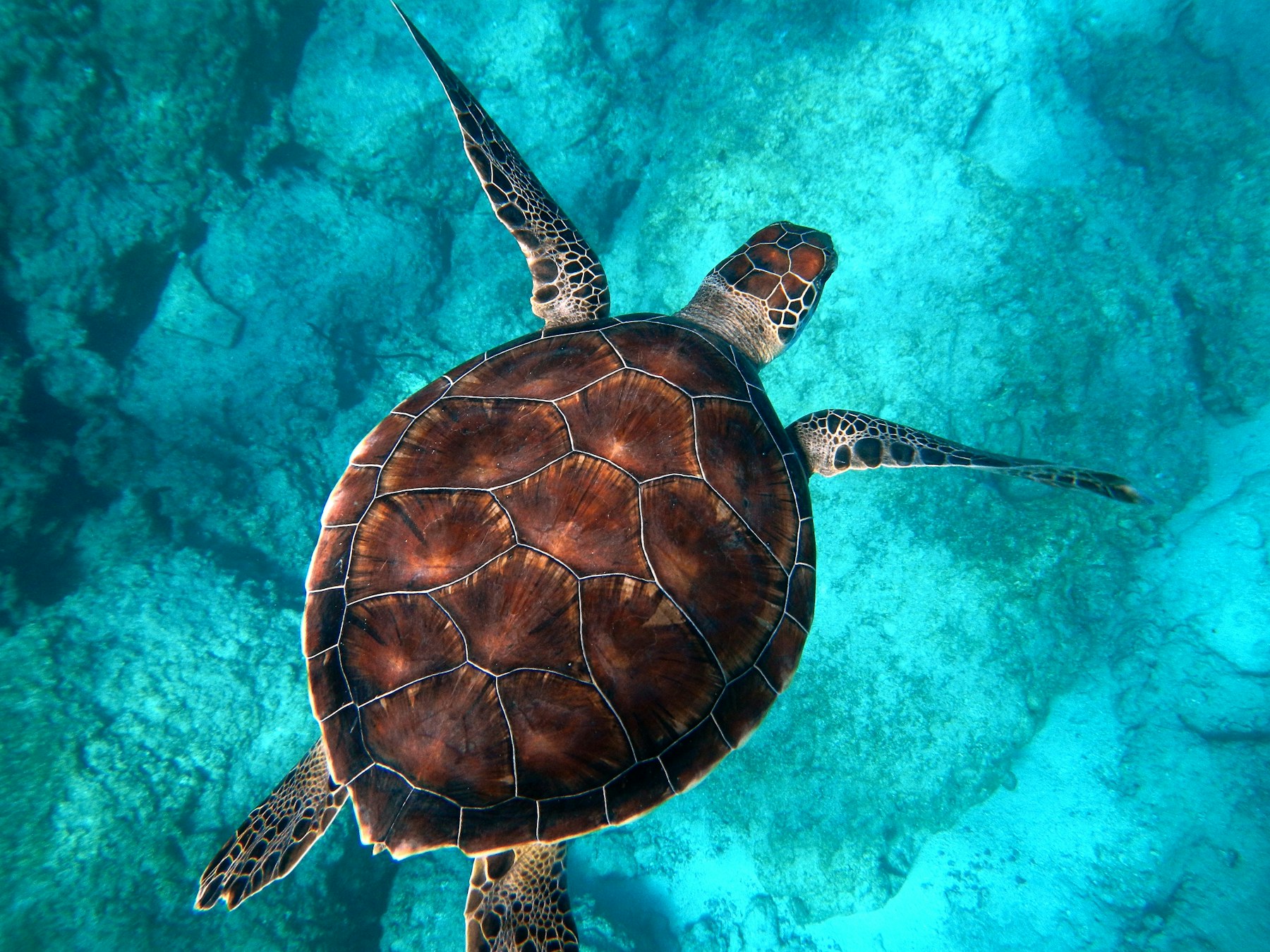 Hawksbill turtle