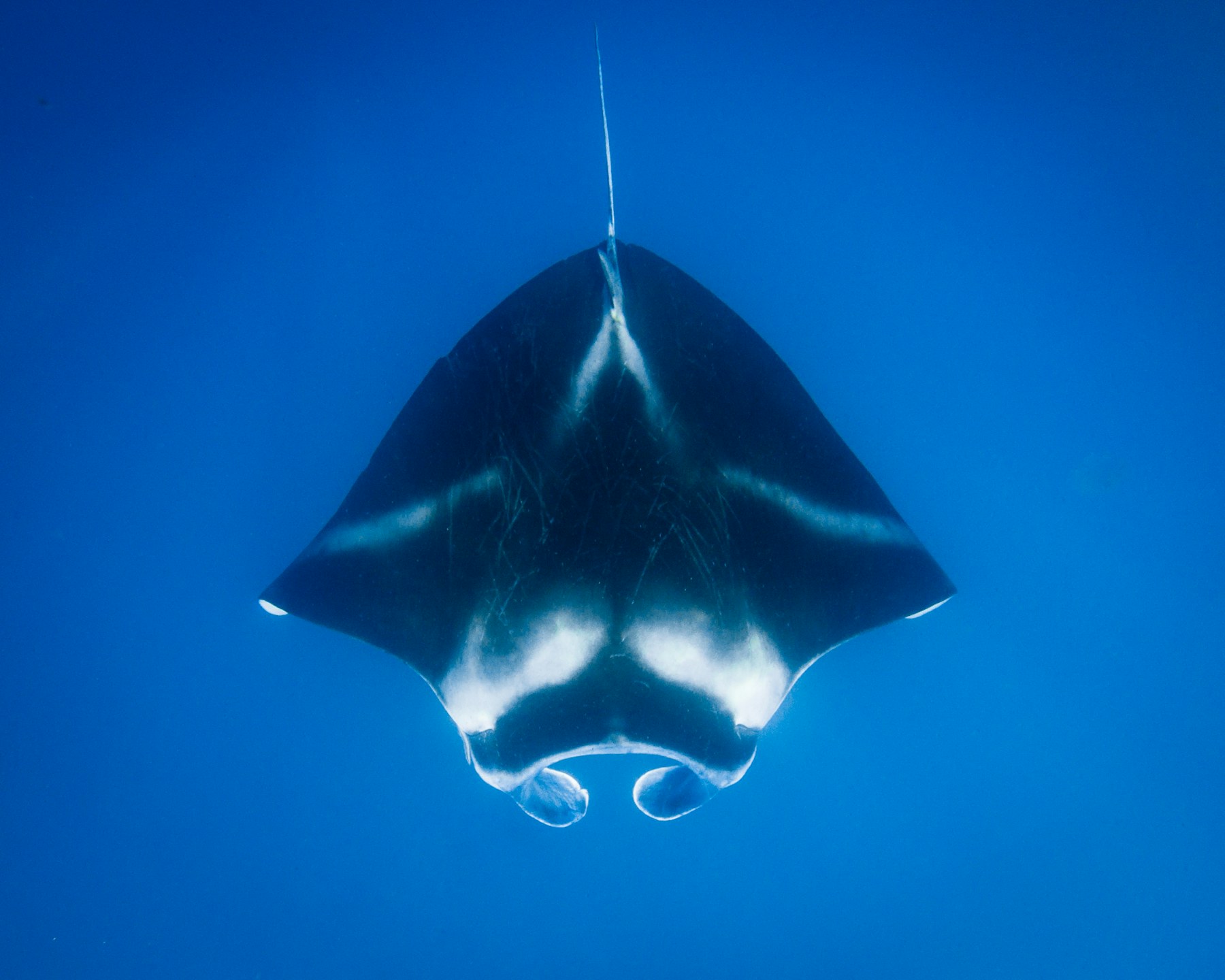 Reef manta