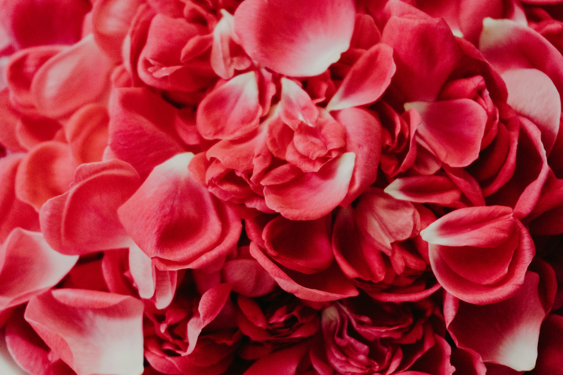 Damask rose