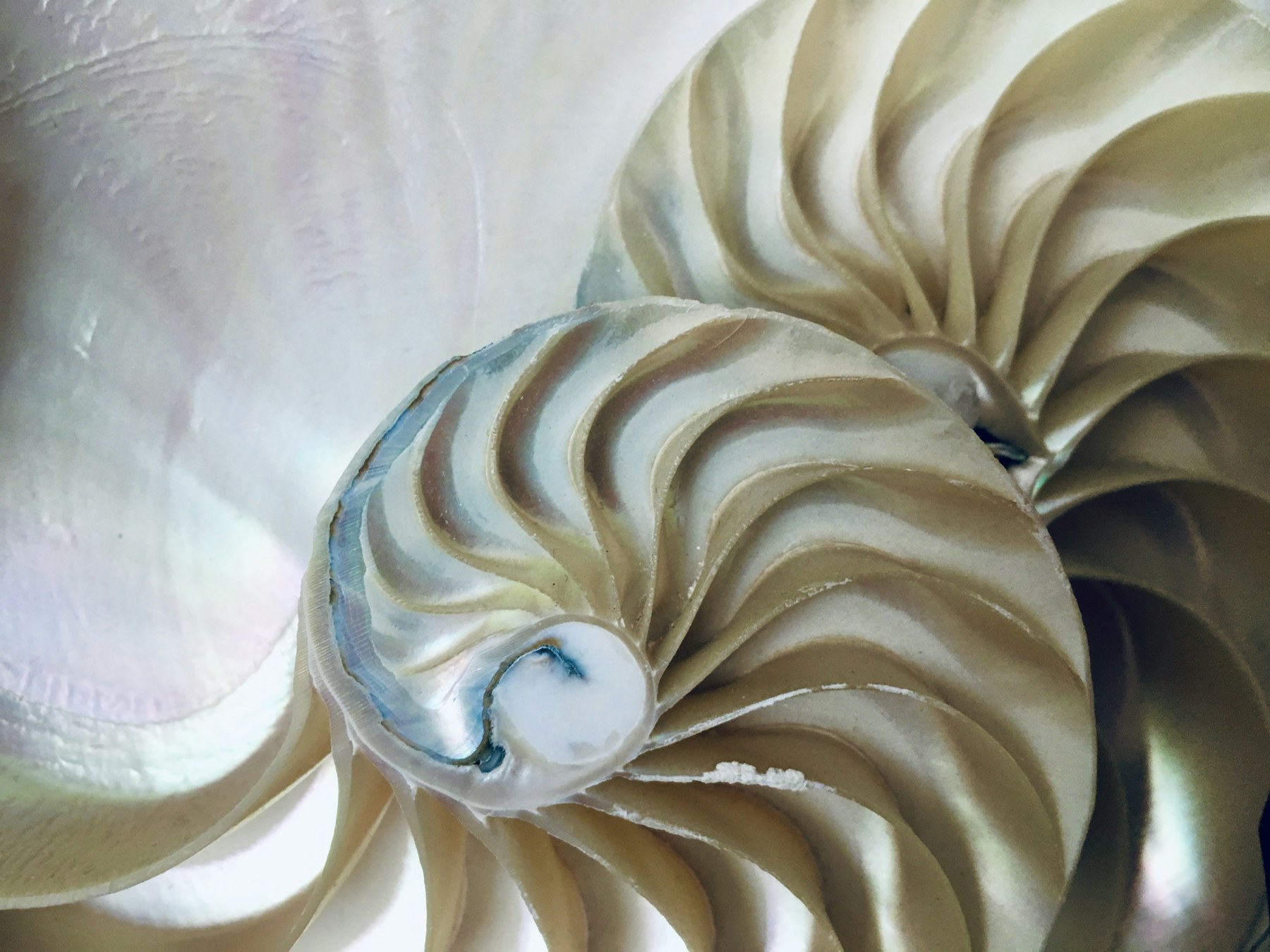 Mother-of-pearl