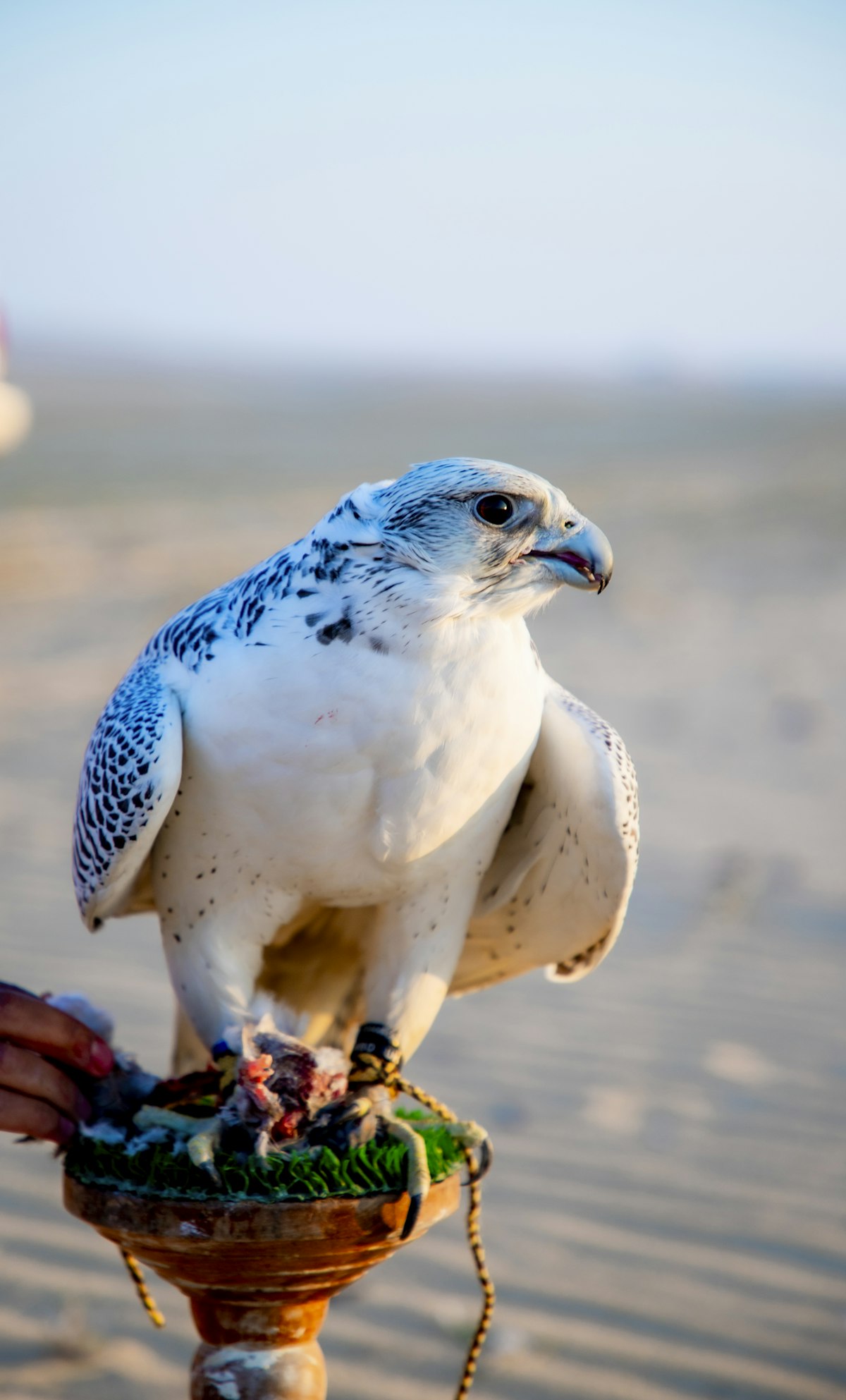 Falcon & Fire