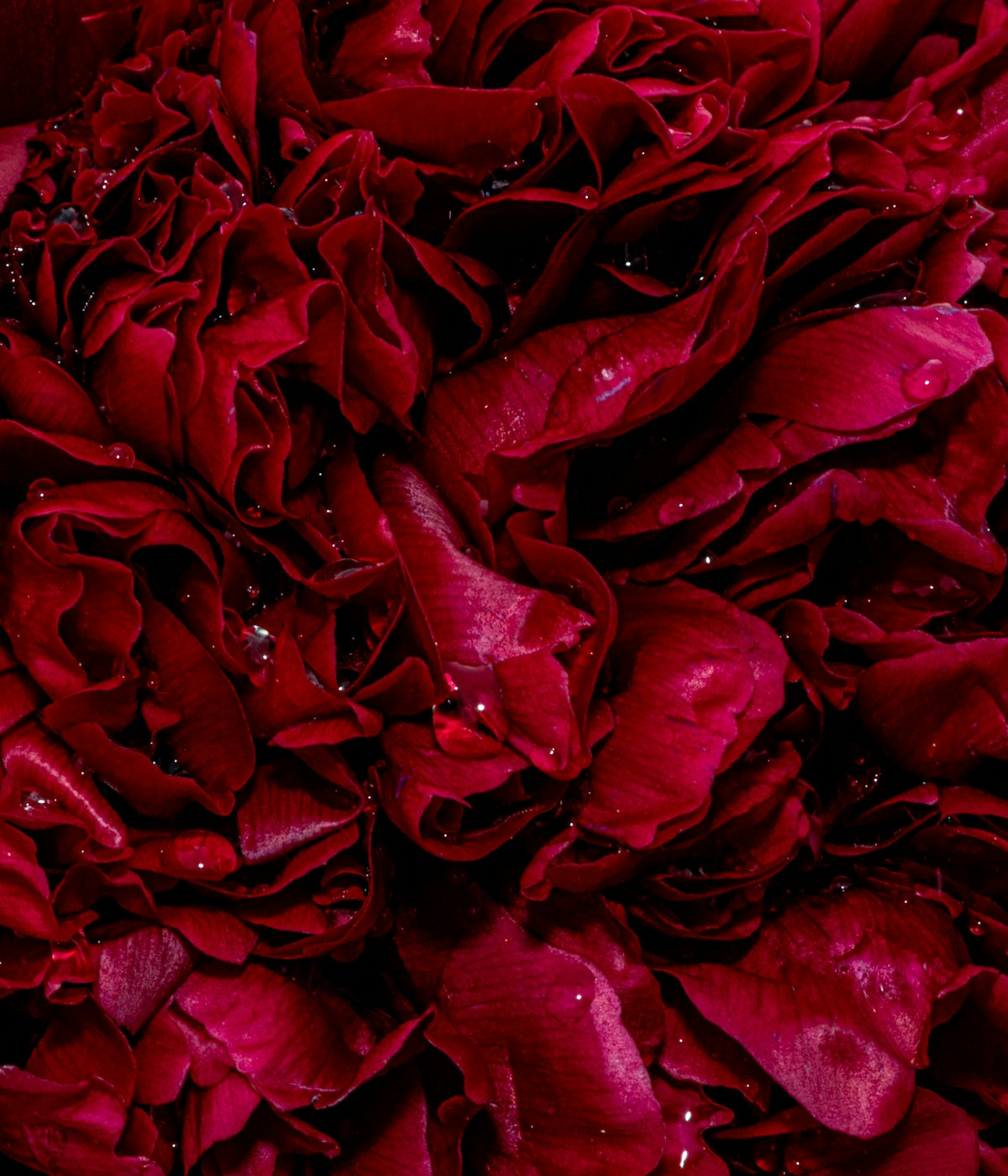 Deep red rose petals