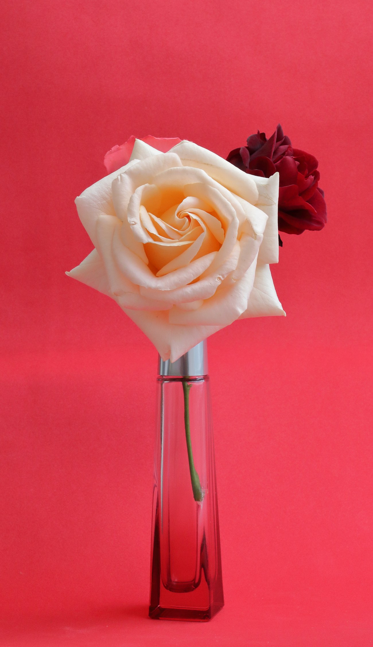 Rose Absolue
