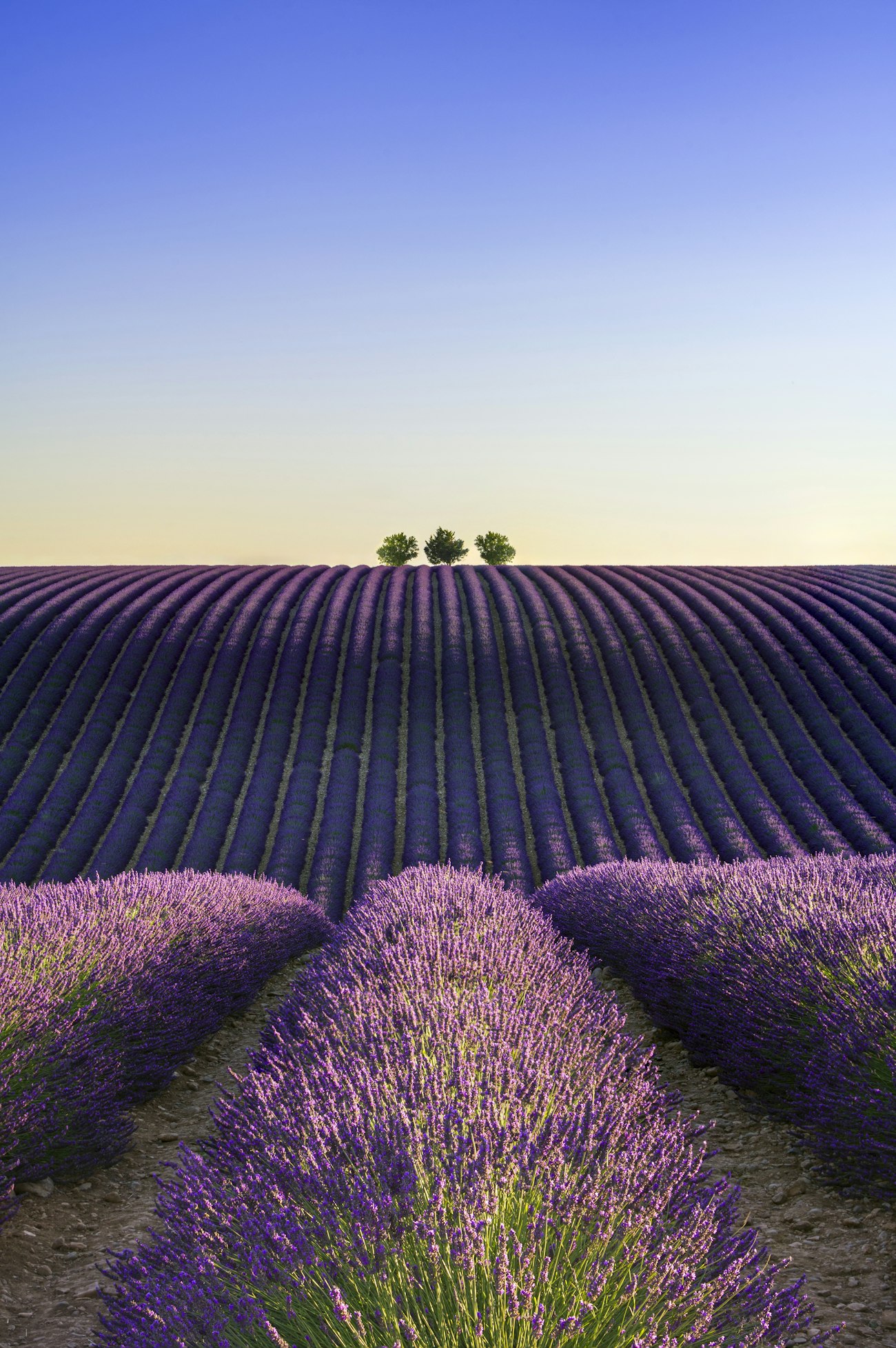 Lavender