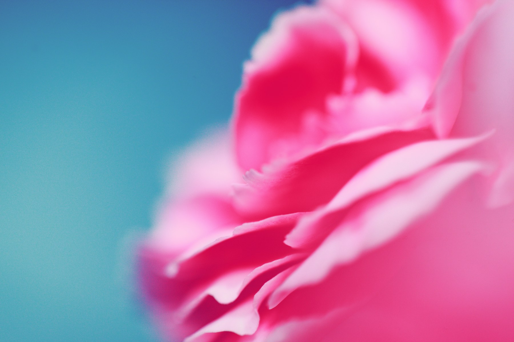 Rose de mai