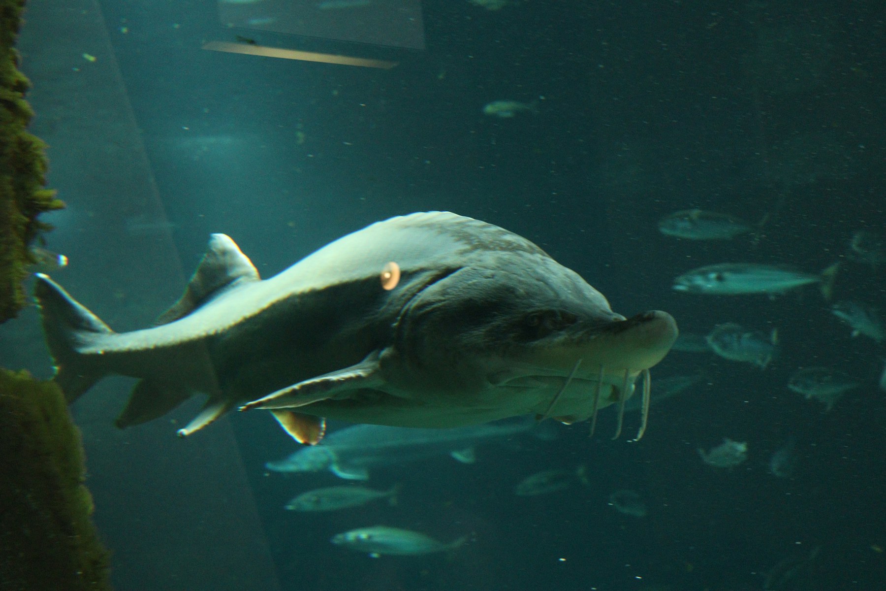 Sturgeon swimming