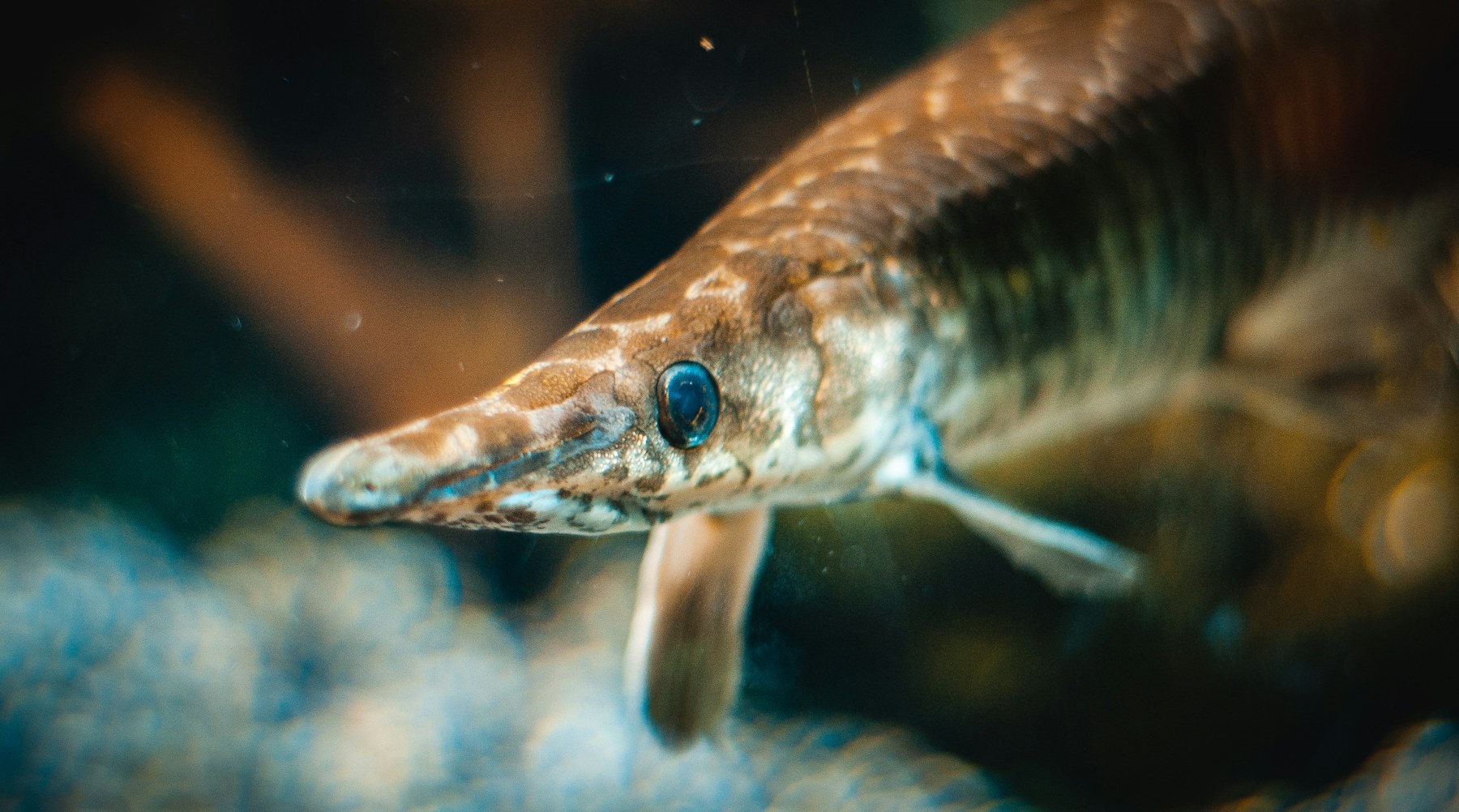 Sturgeon in clear water