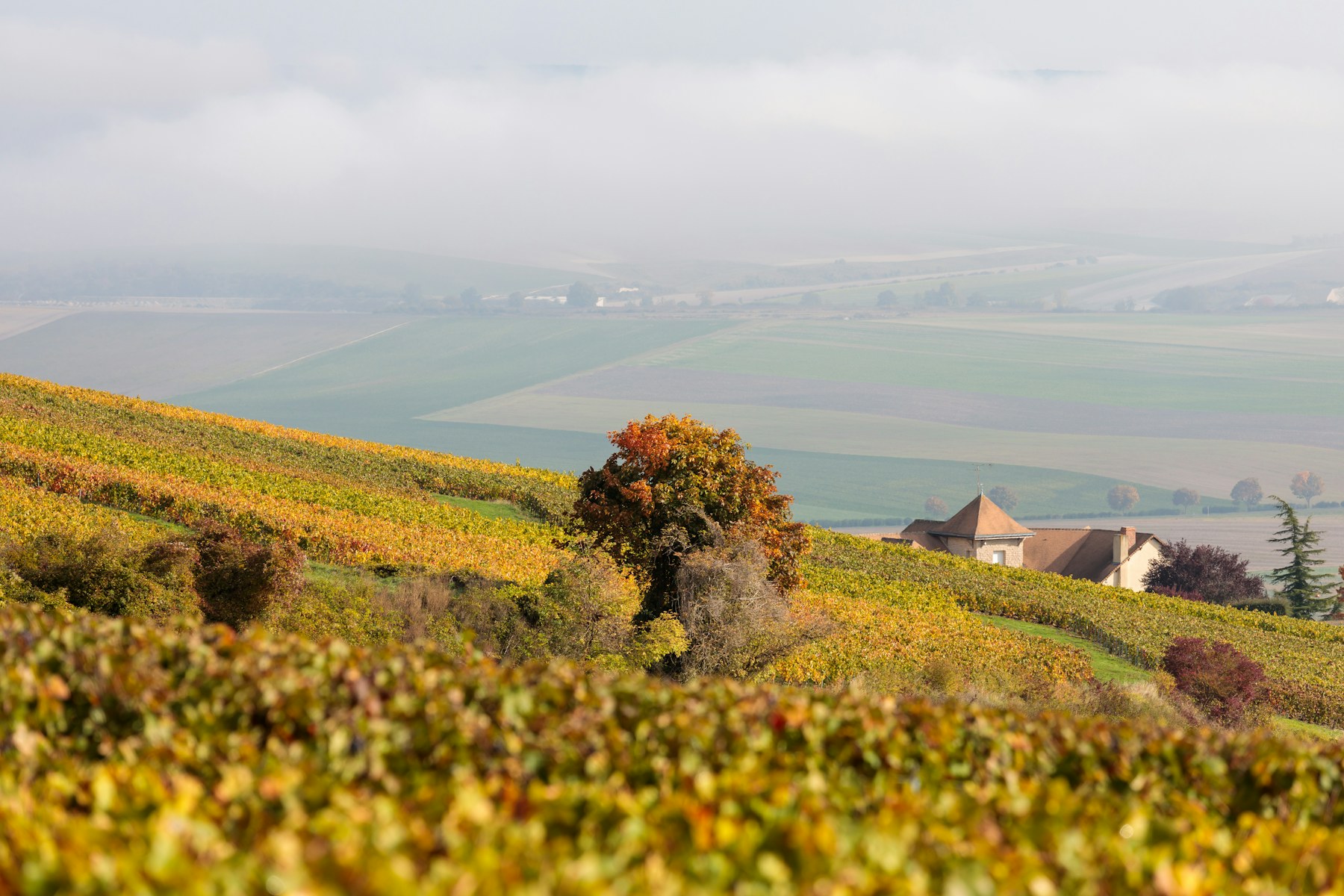 Grower champagne or great house?