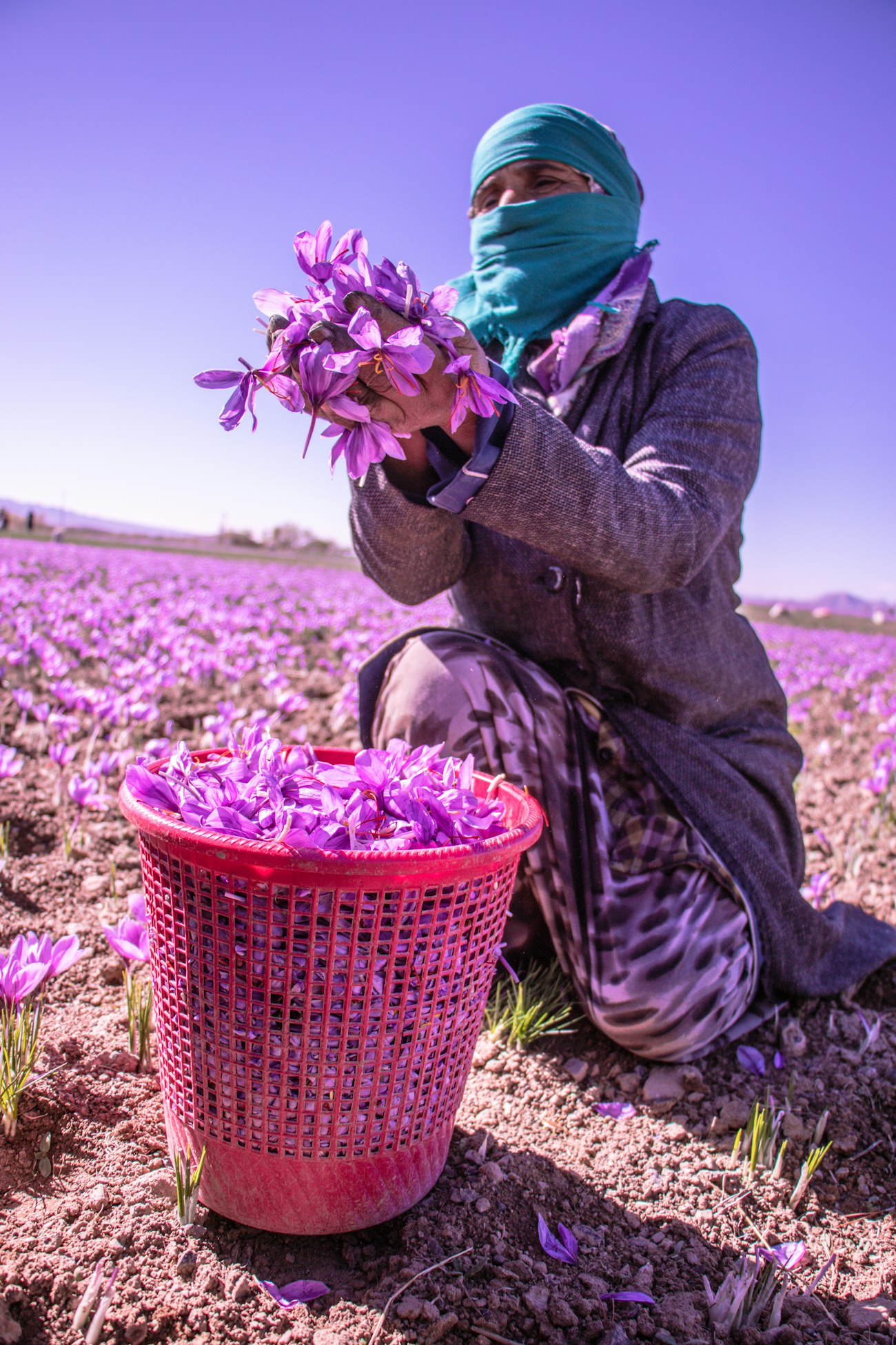 Khorasan — Saffron