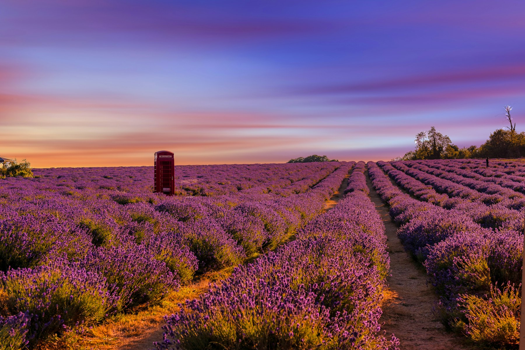 Valensole — Lavender