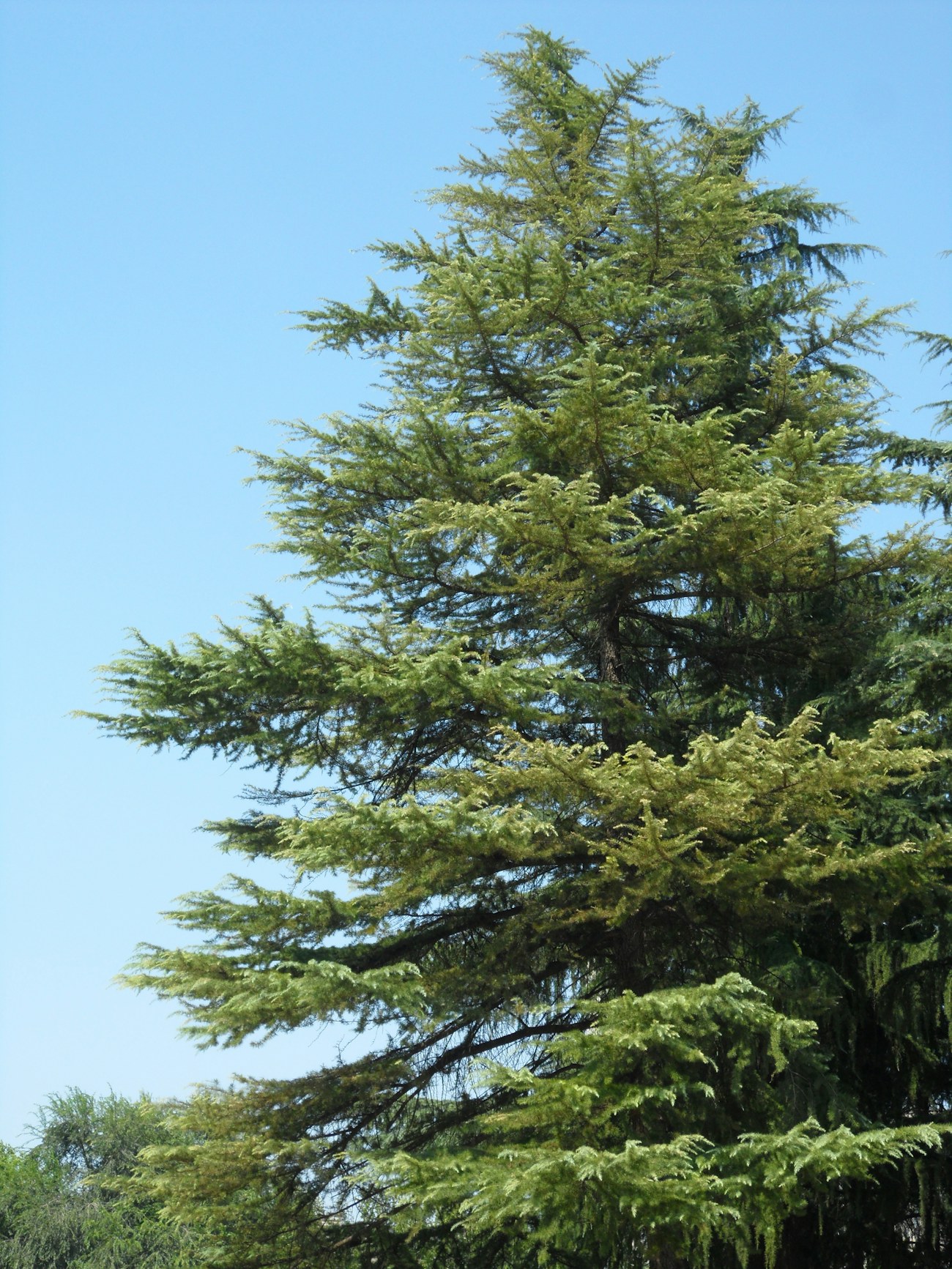 Cedar