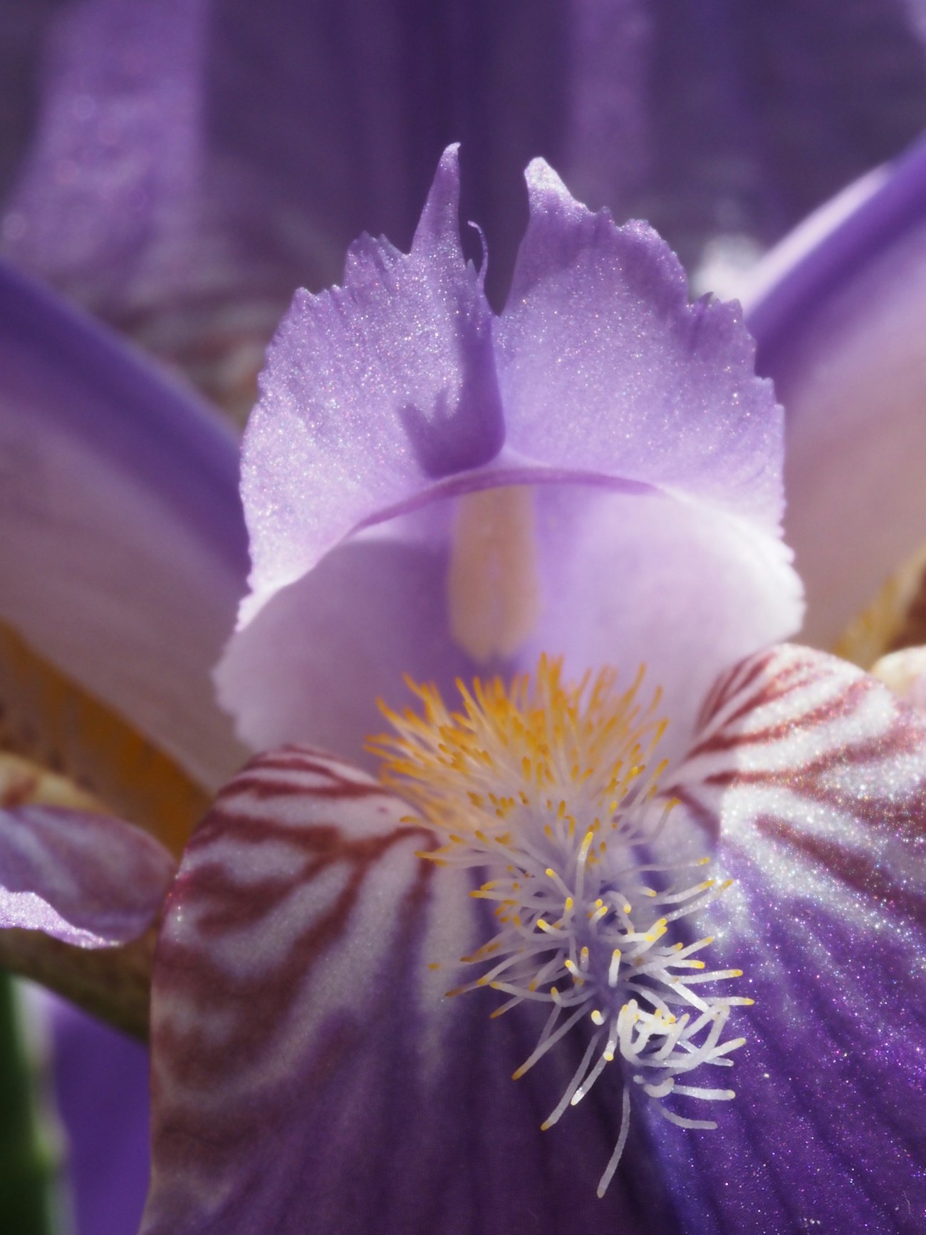 Three years of iris