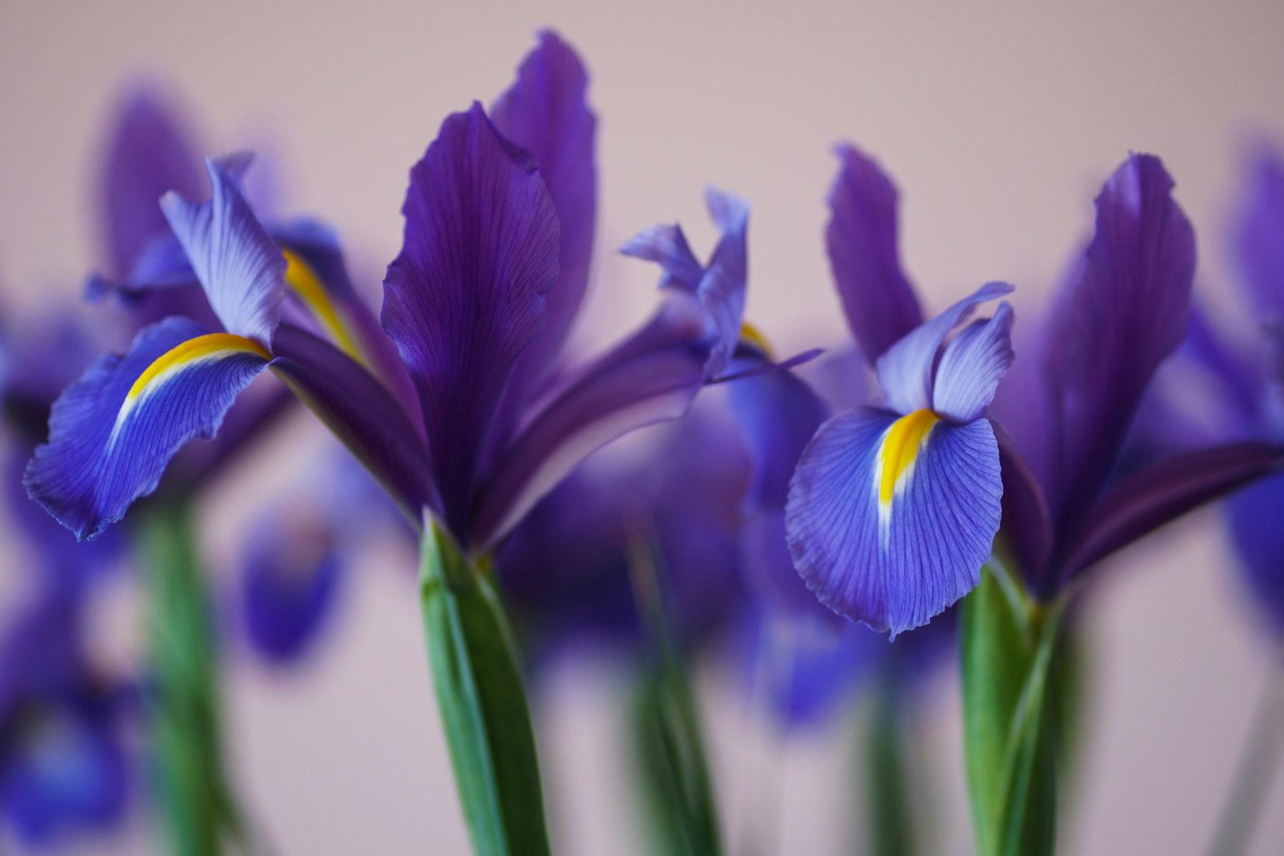 Tuscany — Iris