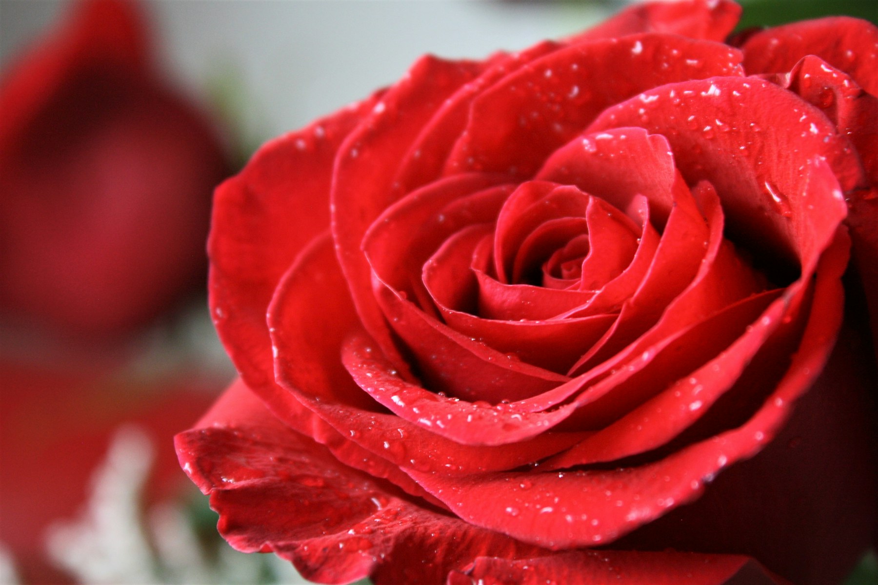 Damask rose