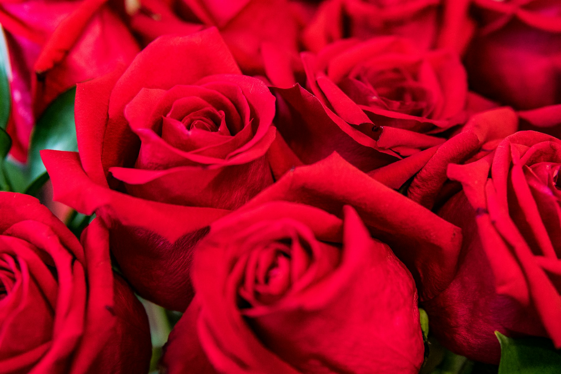 Isparta — Rose