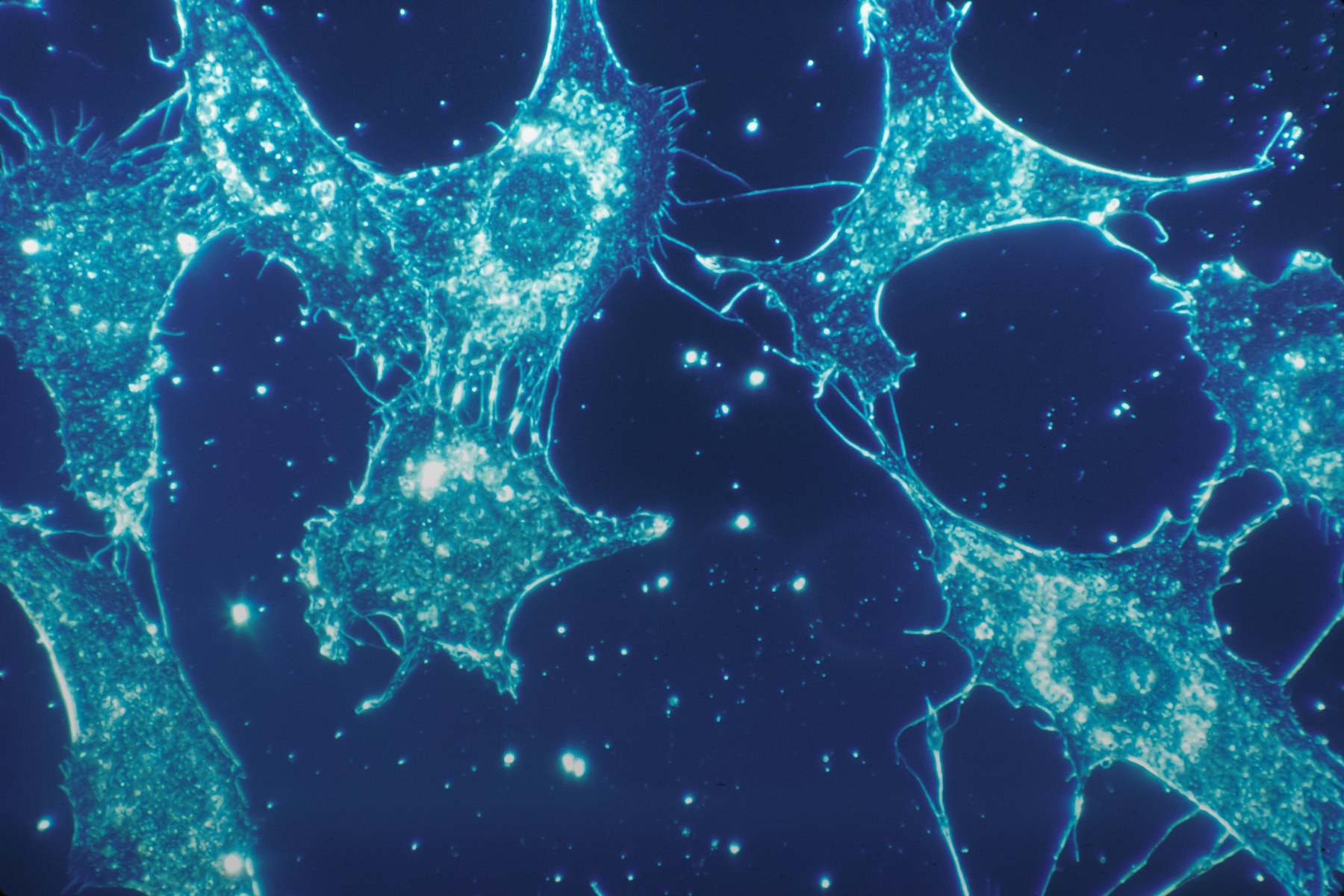 Cells